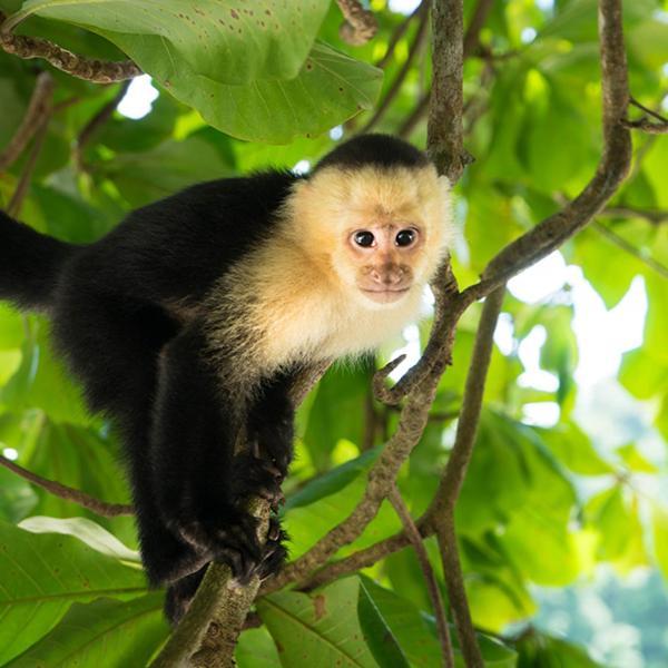 Вилла Monkey Tiny House - Private Swimming Pool Big Bight Экстерьер фото